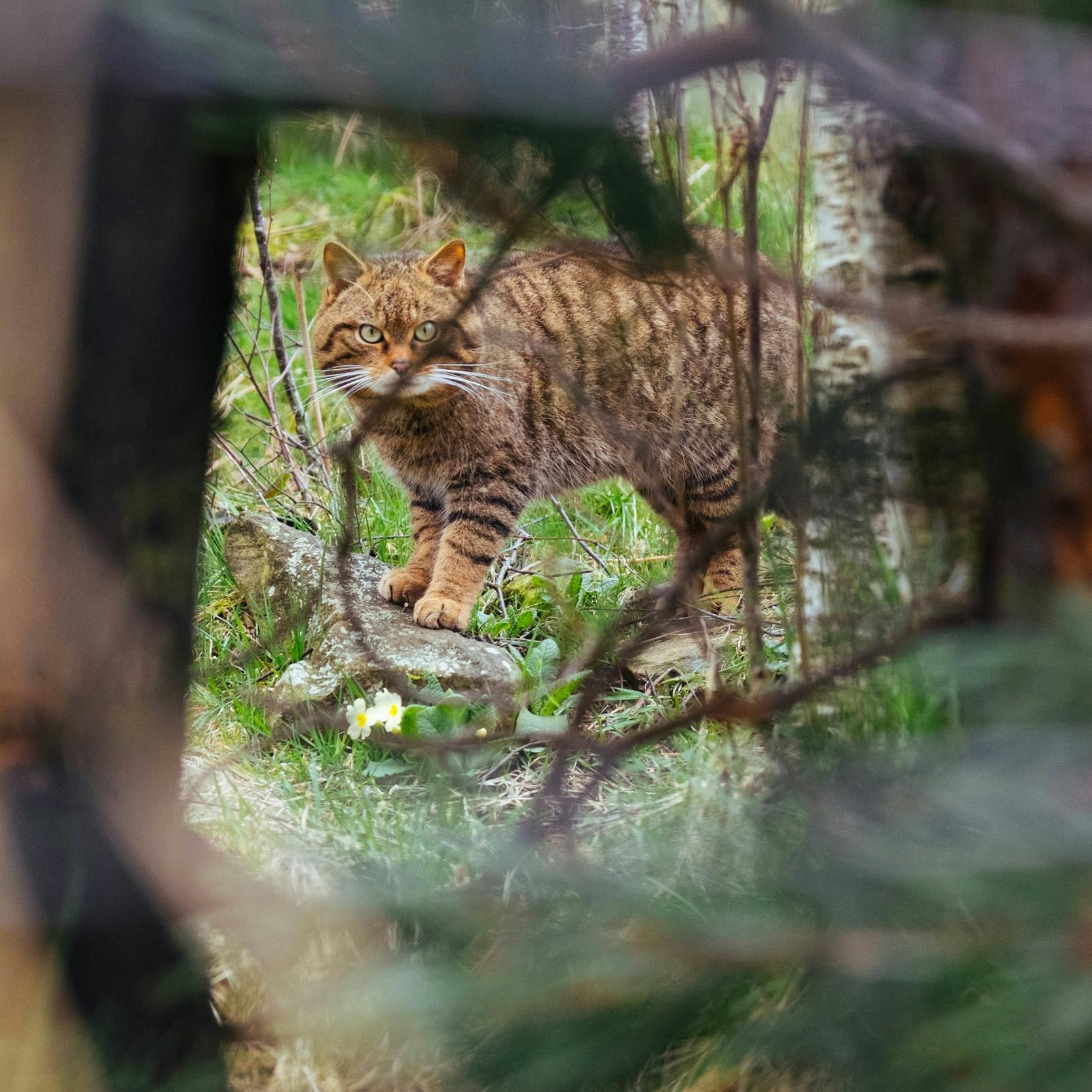 A Scottish wildcat stands among the primroses and pears through a gap in the trees