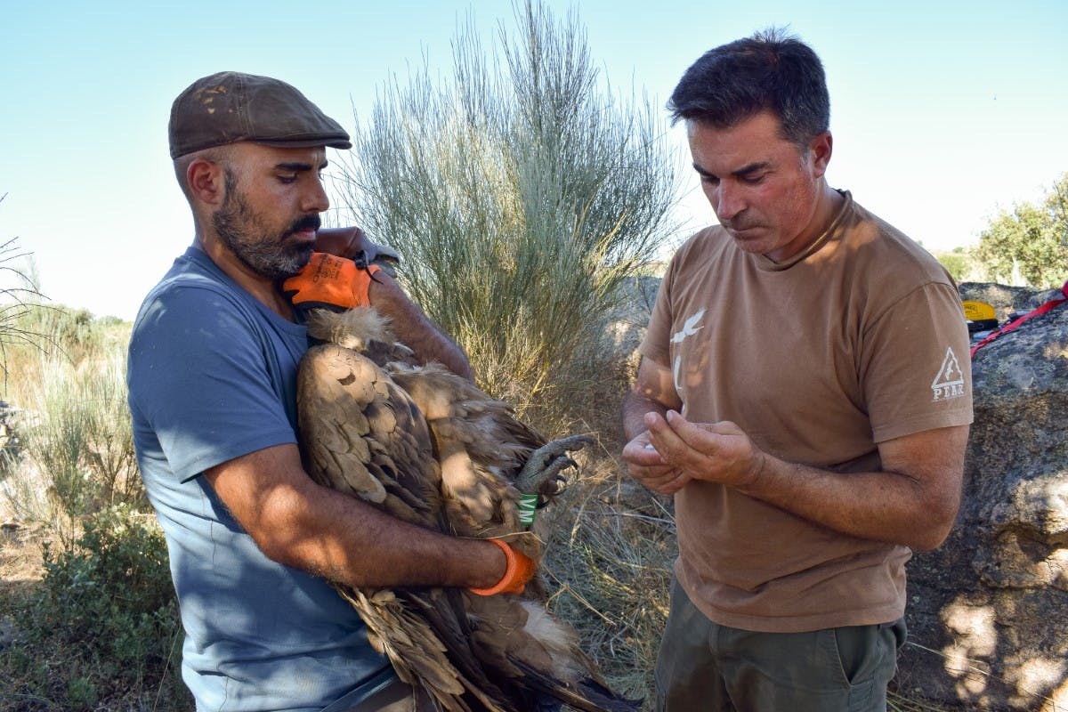 André Couto (on the left) holding the captured griffon vulture and Carlos Pacheco preparing to install the harness. The vulture's head is covered with a hood to keep it calm.