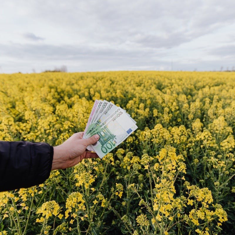 A handful of euros are held up against a lush field of yellow flower crops. 