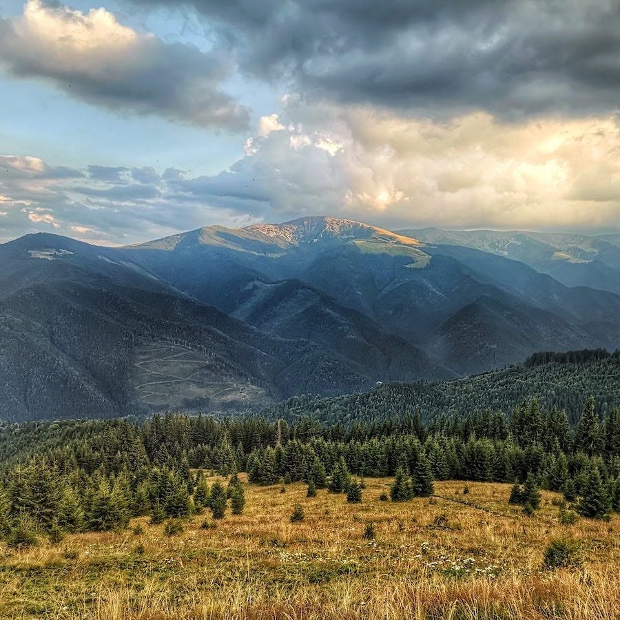 Conifer forests and grasslands cover the mountain sides of Romania's Carpathian Mountains