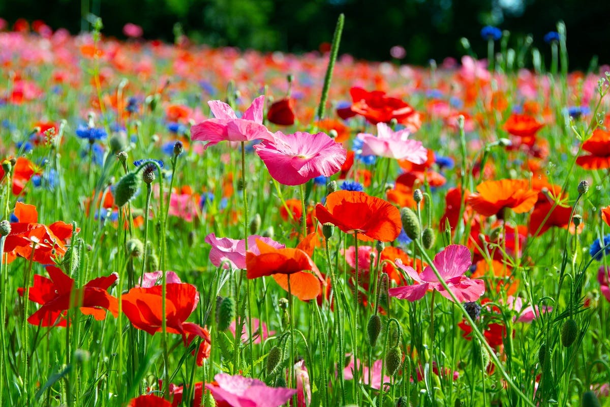 Colourful wild flowers in a meadow. Rewilding is vital for pollinator conservation and the conservation of pollinators is vital for the survival of wild plants