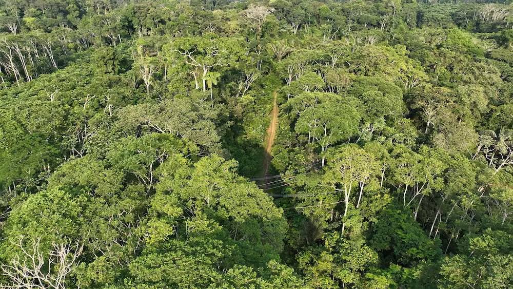 tree canopy bridges