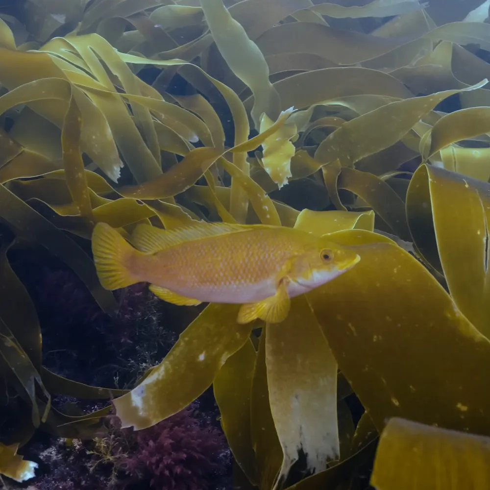 fish swims in kelp