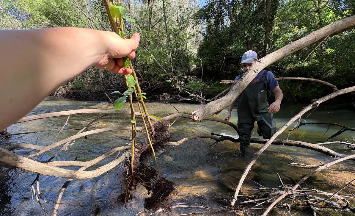 riparian tree planting