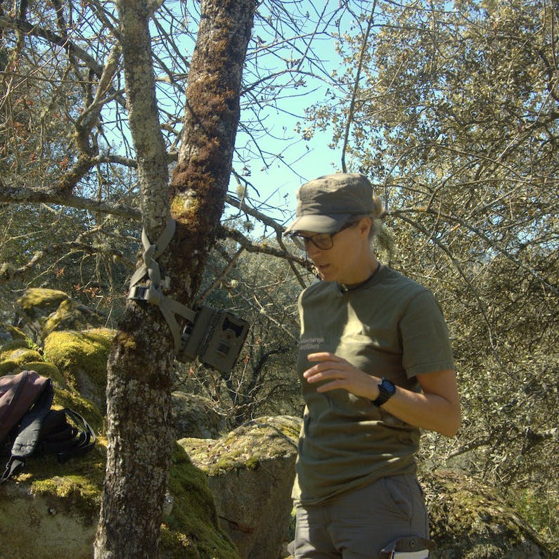 A scientist sets up a camera trap on a tree trunk in the middle of the image, with dense trees and shrubs, and moss covered rocks in the background.