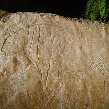 An ancient cave painting of an Auroch