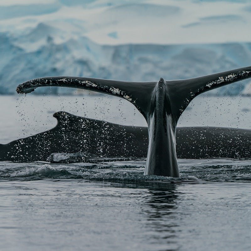 A whale breaching the surface of the ocean. 