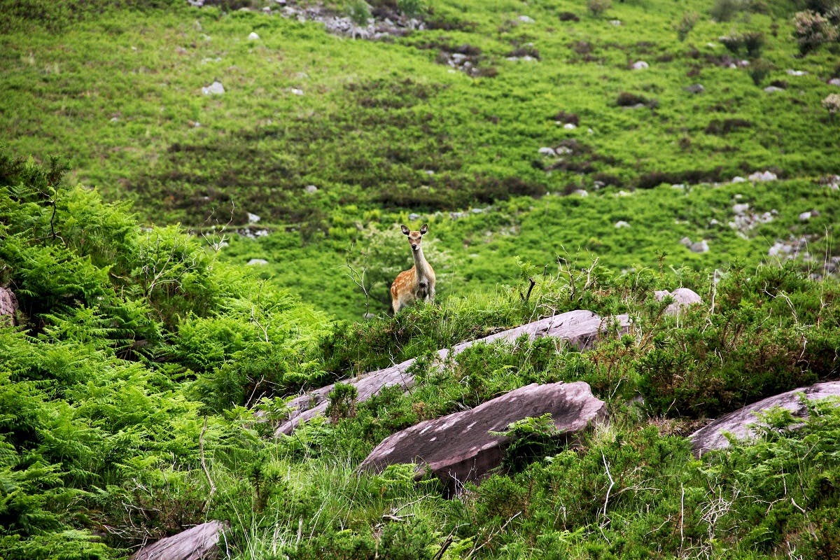 A lone deer in Ireland. Deer is one of the few species of wildlife in Ireland you are still able to see out on a walk.