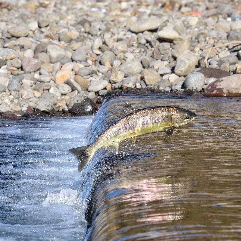 A wild salmon making its way upstream