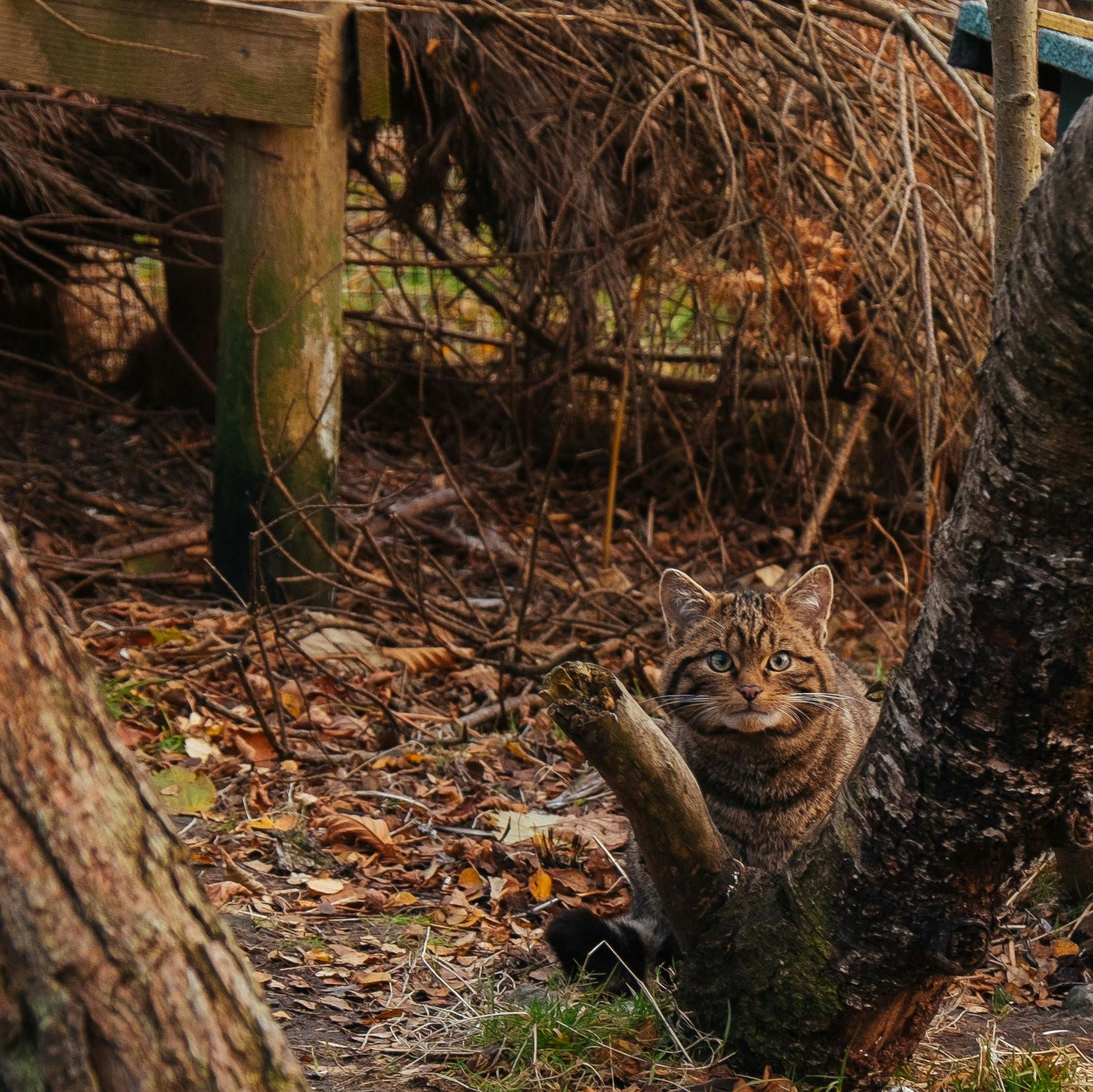 A Scottish wildcat kitten crouches behind a tree in its enclosure at Alladale Wilderness Reserve