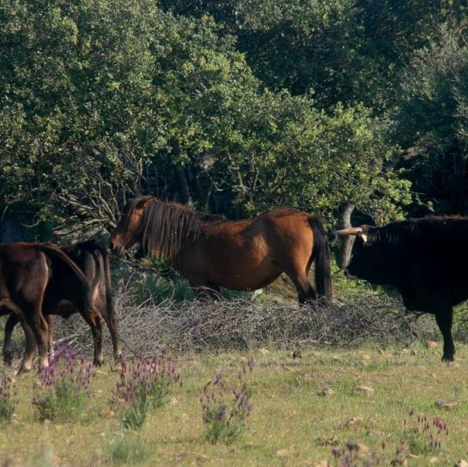 Tauros and wild living horses grazing at the Faia Brava rewilding reserve in Portugal