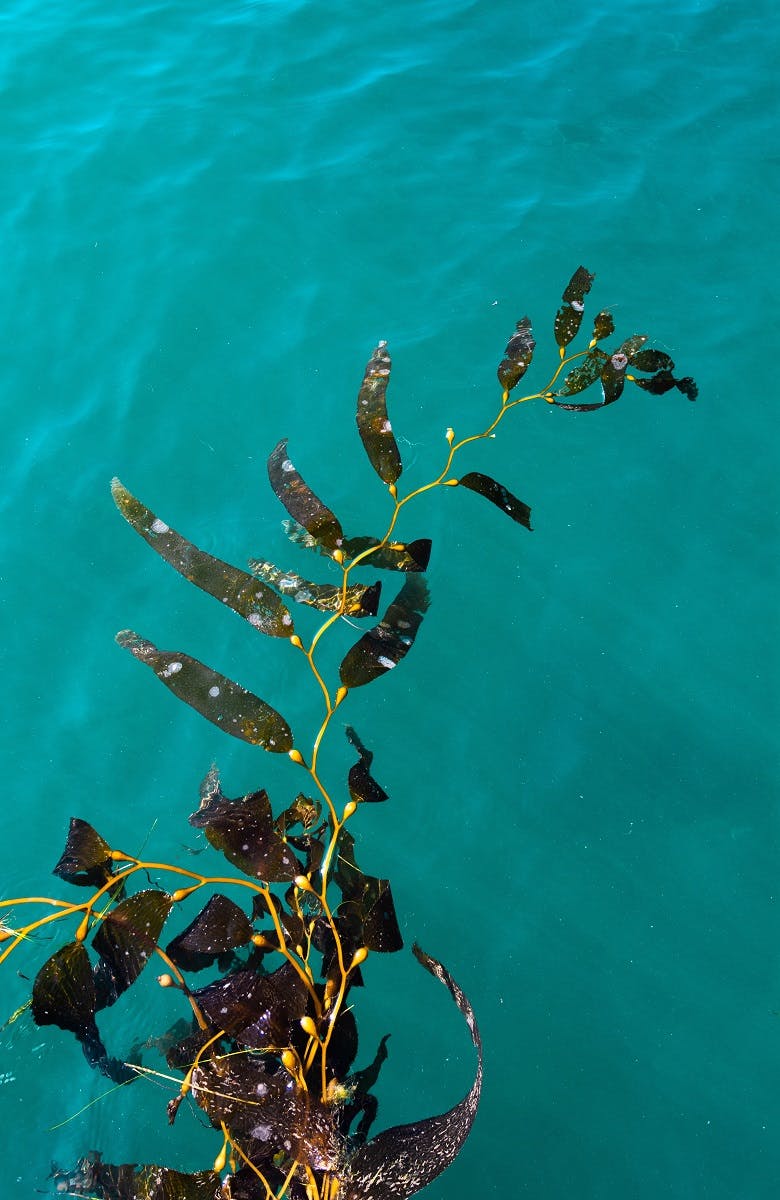 Kelp on the water's surface.