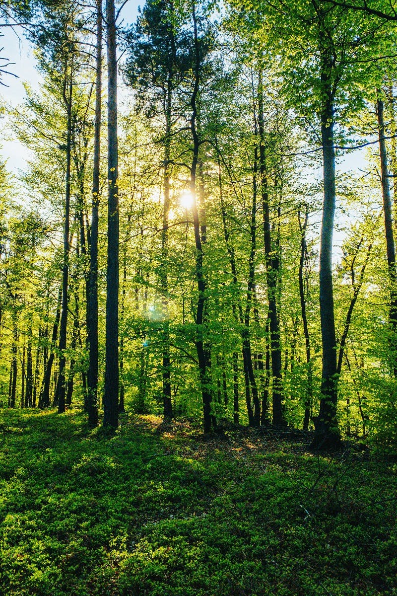 A lush green forest with sunlight shining through the trees.