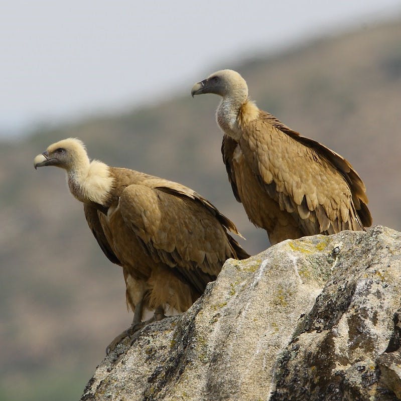 A pair of Griffon vultures on a craggy cliff in the Douro valley, Portugal