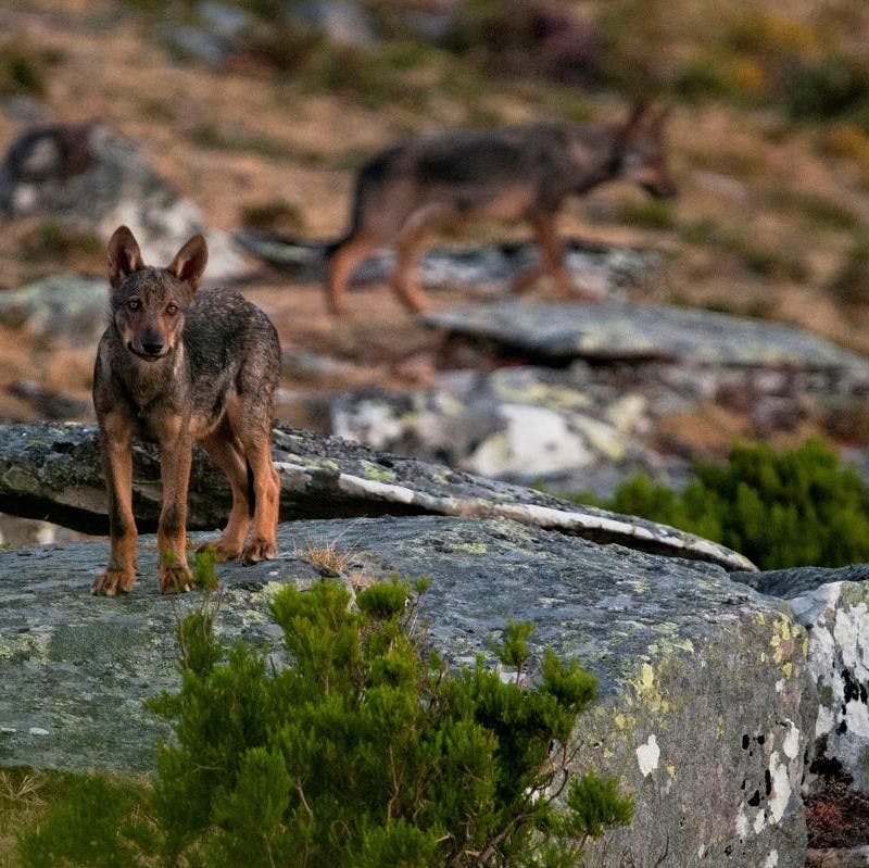Two Iberian wolves stand atop a rocky outcrop in the north of Portugal. 