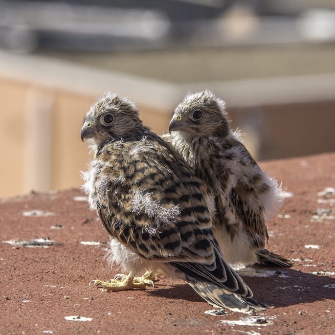 Two juvenile lesser kestrels on a building.