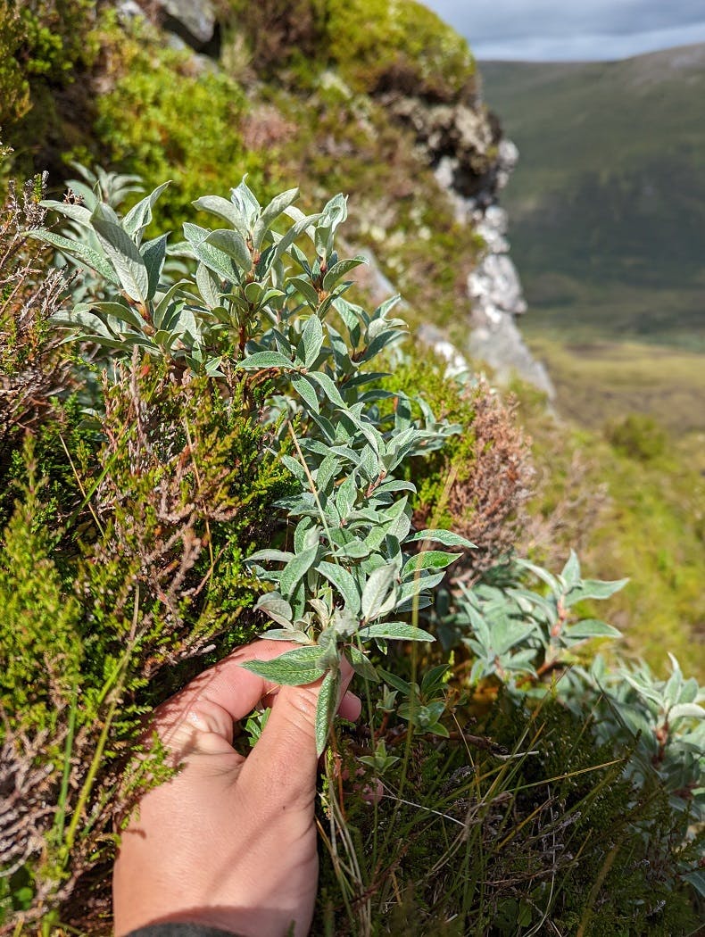 A downy willow found during the Mossy Earth mountain woodland survey.