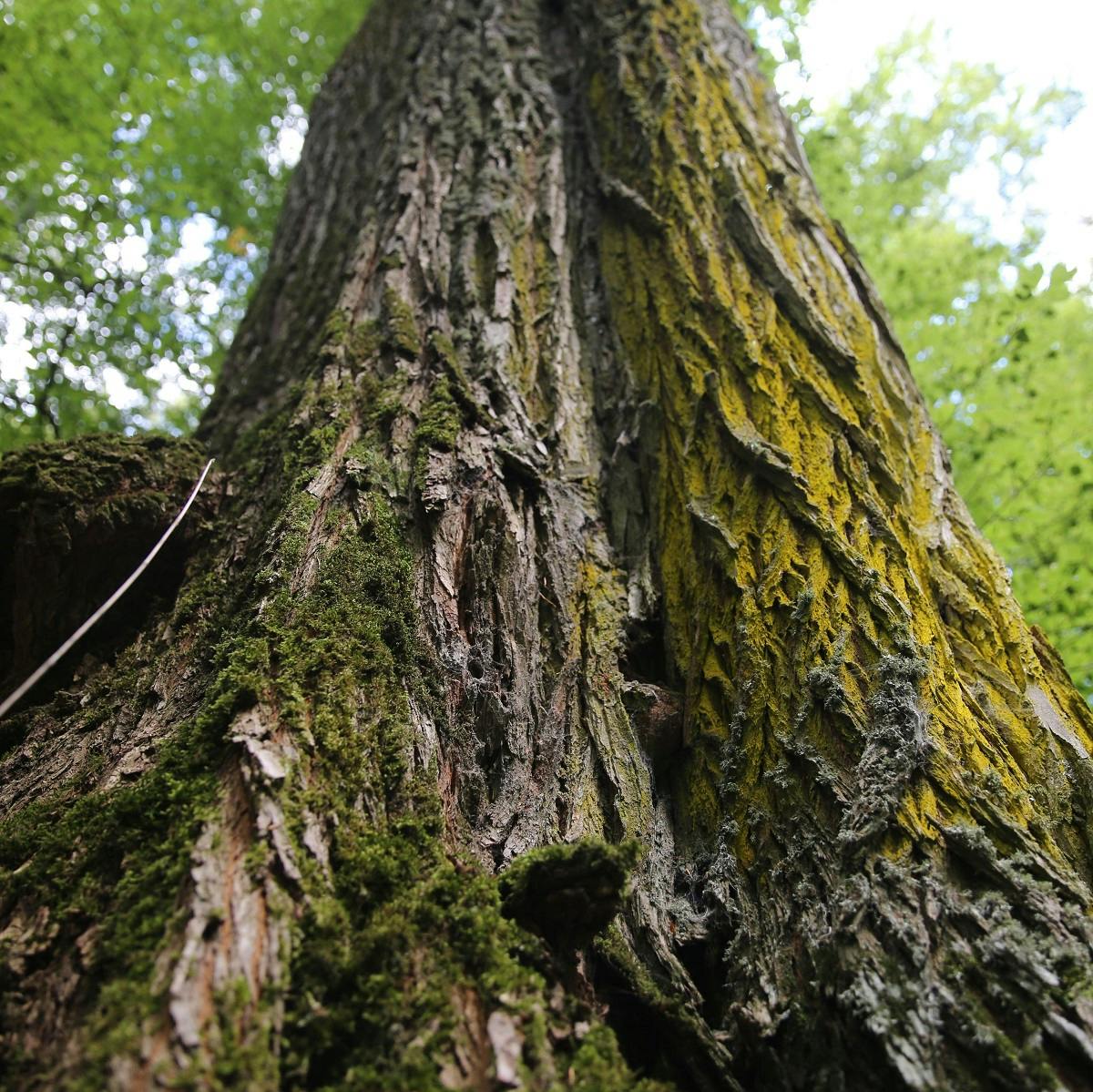 A huge elm tree in one of Romania's remaining old-growth forests.