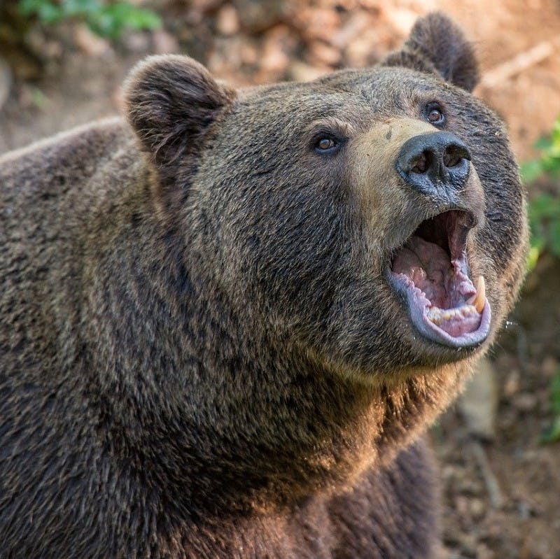 a brown bear roaring.