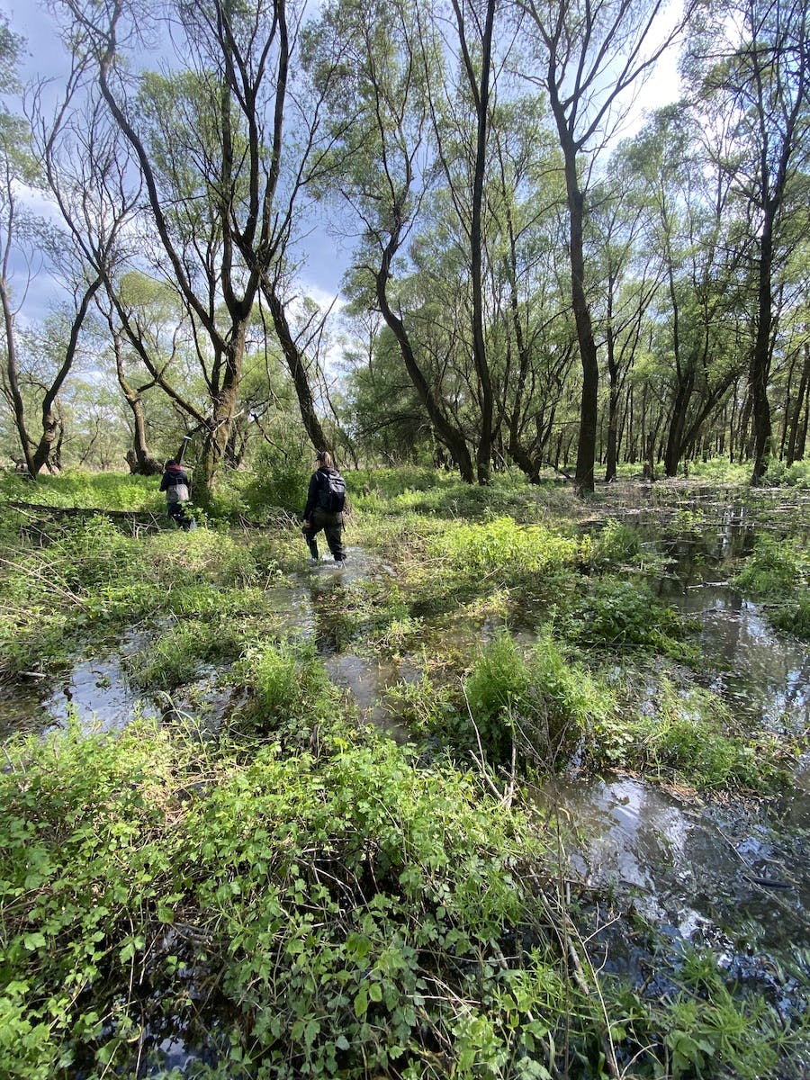 Istragov floodplain forest filled with water during spring floods.