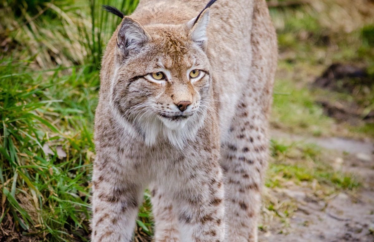 A light coloured Eurasian lynx against a background of green grass. Could this be a common sight in Britain in the coming years? 