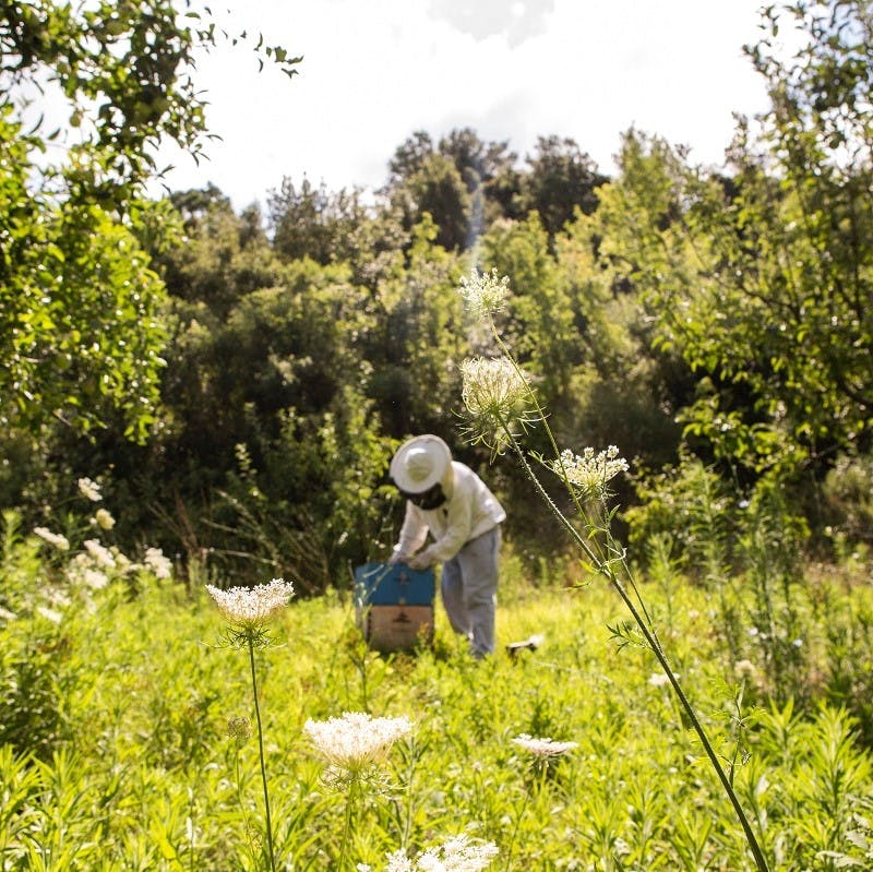A bee keeper tending to his hive on an organic farm. Opting for organic produce is an easy step to helping the bees.