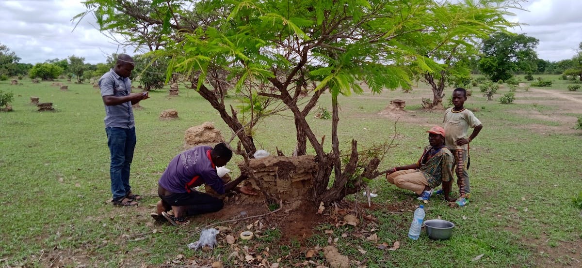 Researchers studying a termite mound in a green area