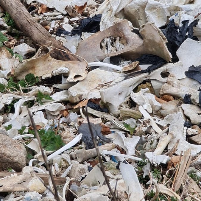 a group of bones from poached animals in the Fagaras mountains, Romania.