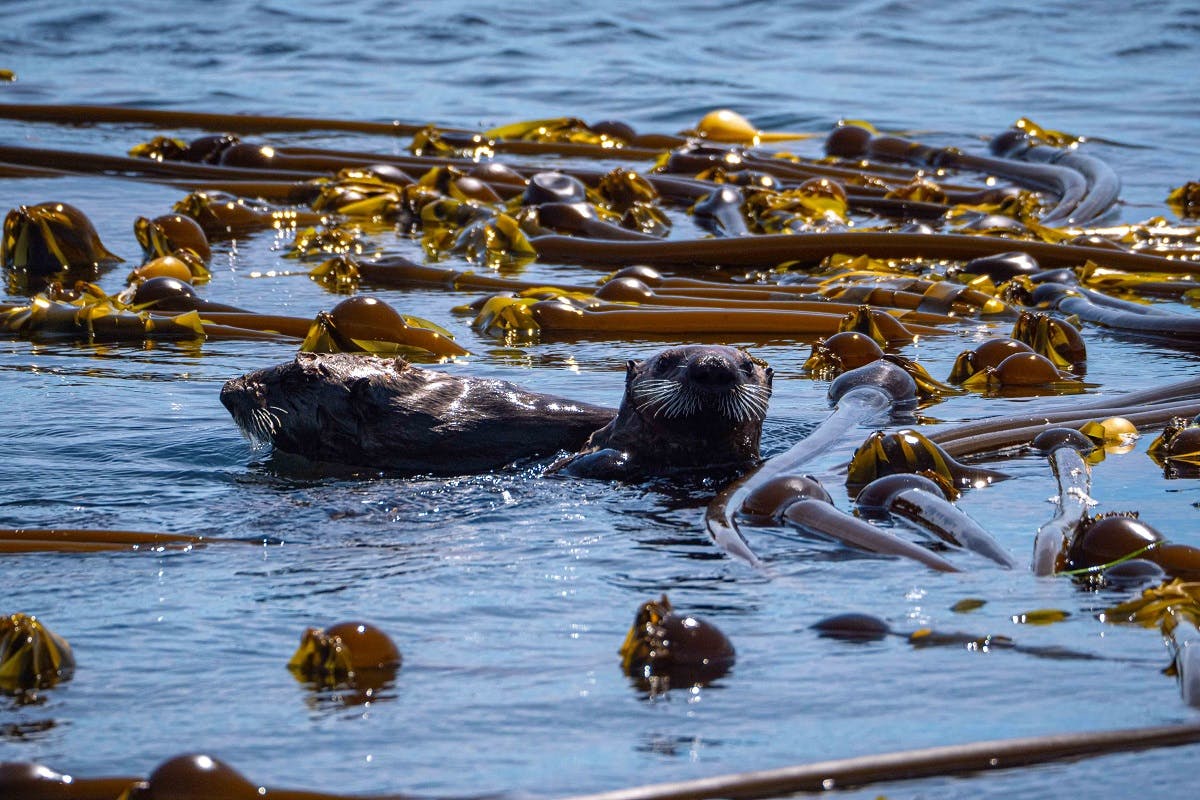 Two sea otters swimming in kelp. This marine plant is a habitat for many species whilst providing other ecological services such as filtering the water column. 