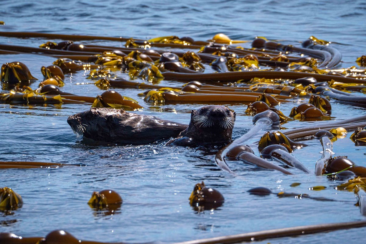 Two sea otters swimming in kelp. This marine plant is a habitat for many species whilst providing other ecological services such as filtering the water column.