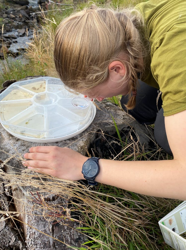 Conservation biologist Ellie conducting a riverfly baseline survey
