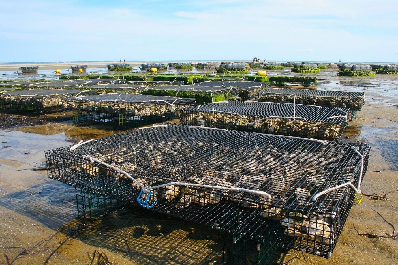 Offshore oyster beds at low tide