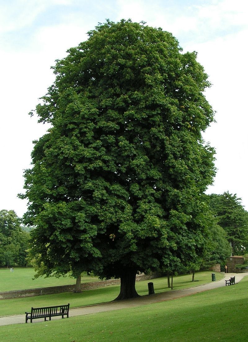 A horse chestnut tree, which are listed as endangered on the European tree extinction list. 