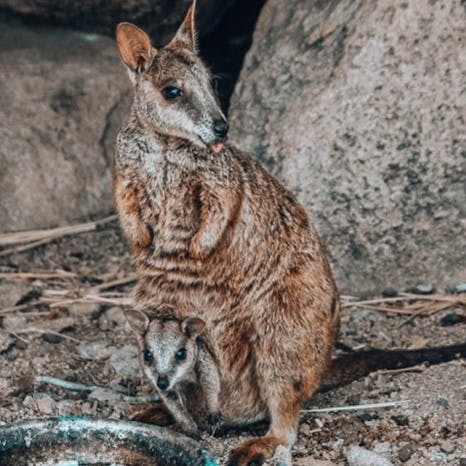 Two brush-tailed wallabies under shade near rocks.