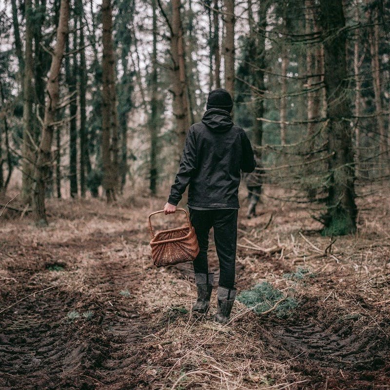 A man with a wicker basket wild food foraging in the woods.