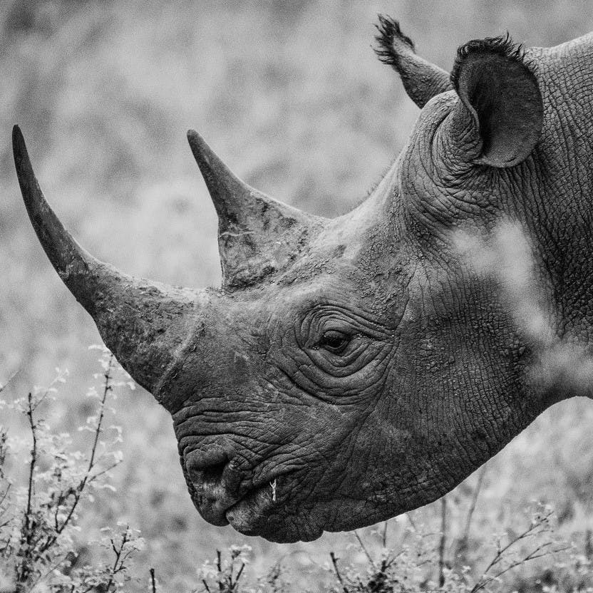A close up black and white image of a rhino. Rhinoceros have become synonymous with extinction.