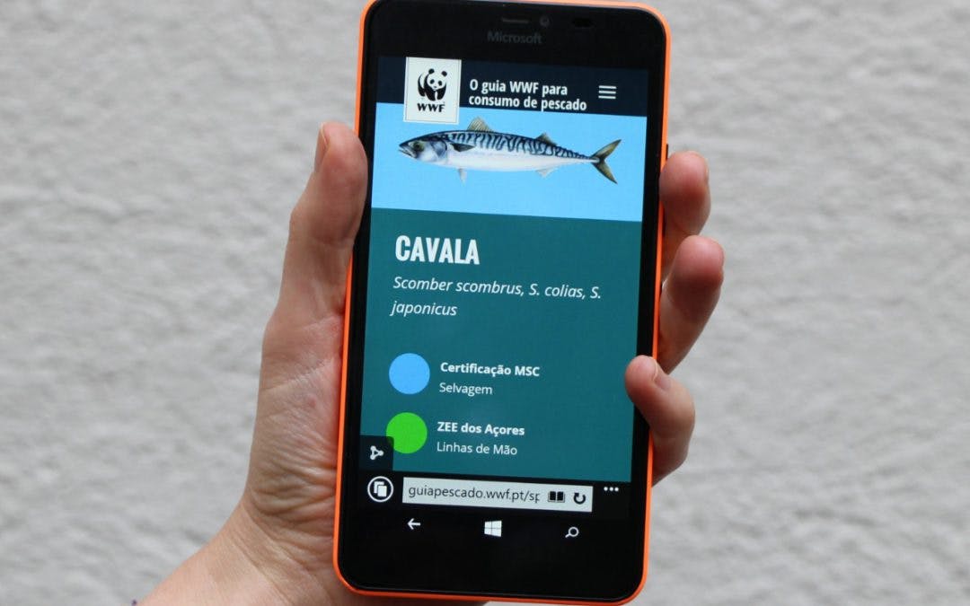A person using a sustainable seafood app. An essential app for anyone adopting a pescatarian diet