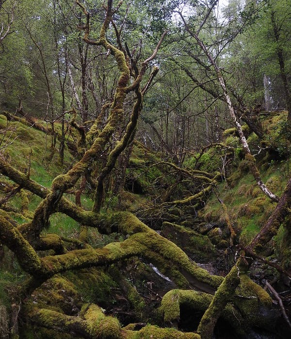 Bryophytes on fallen deadwood in gorge in Sessile Oak-Downy Birch temperate rainforest
