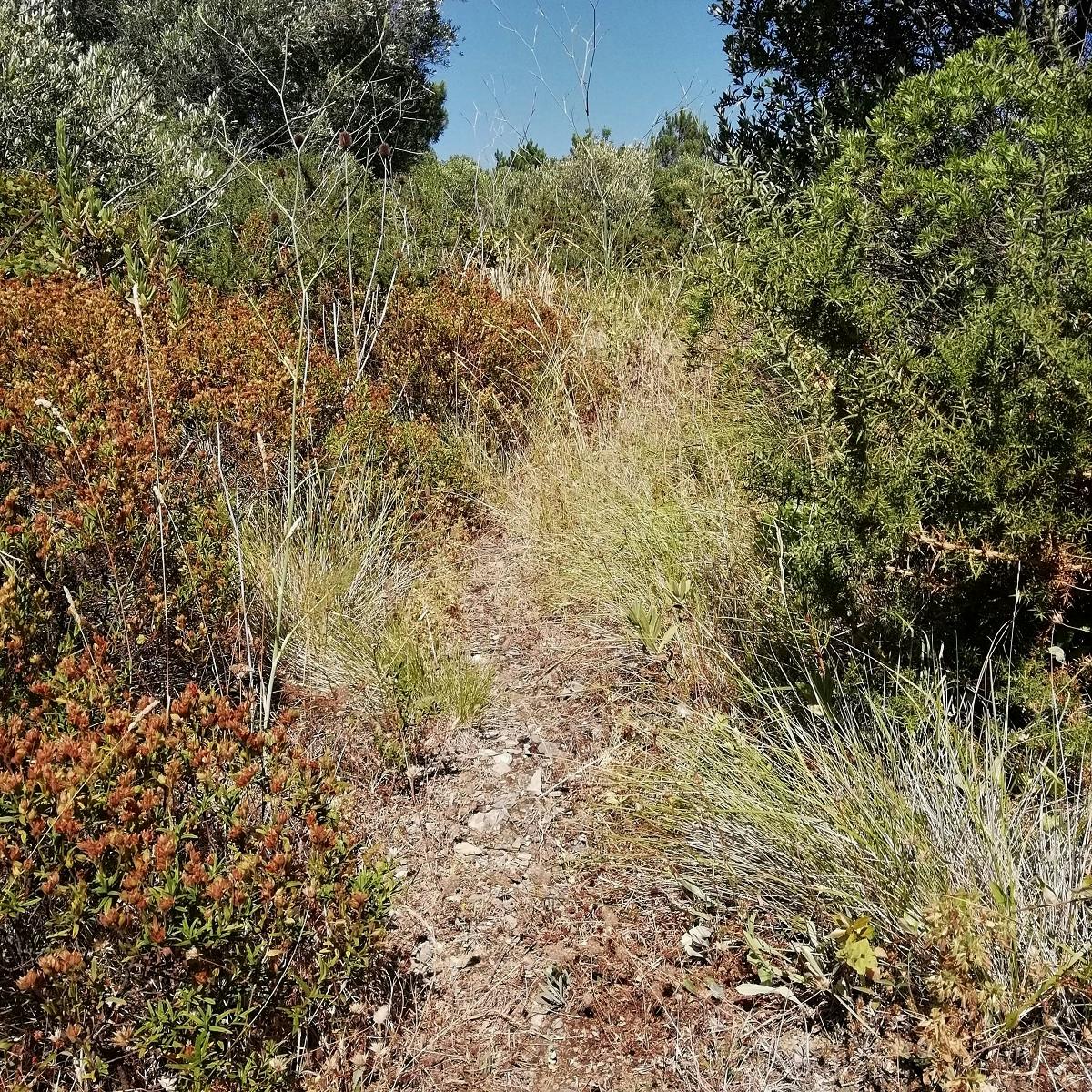Thick bramble and bushes make for an excellent wild boar habitat
