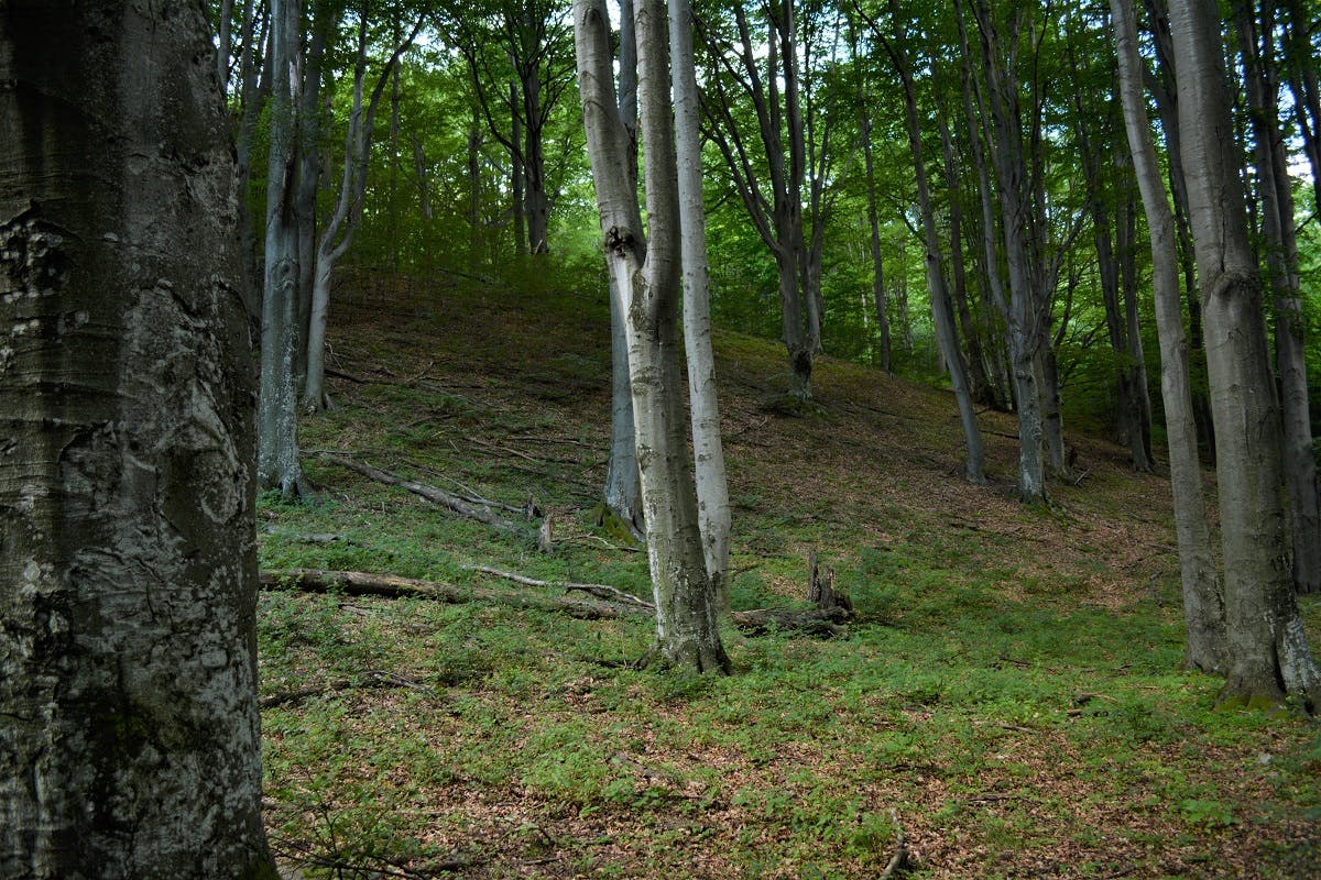 Wild forest ecosystems such as those of Romania's Carpathian Mountains work as effective carbon sequestration sinks.
