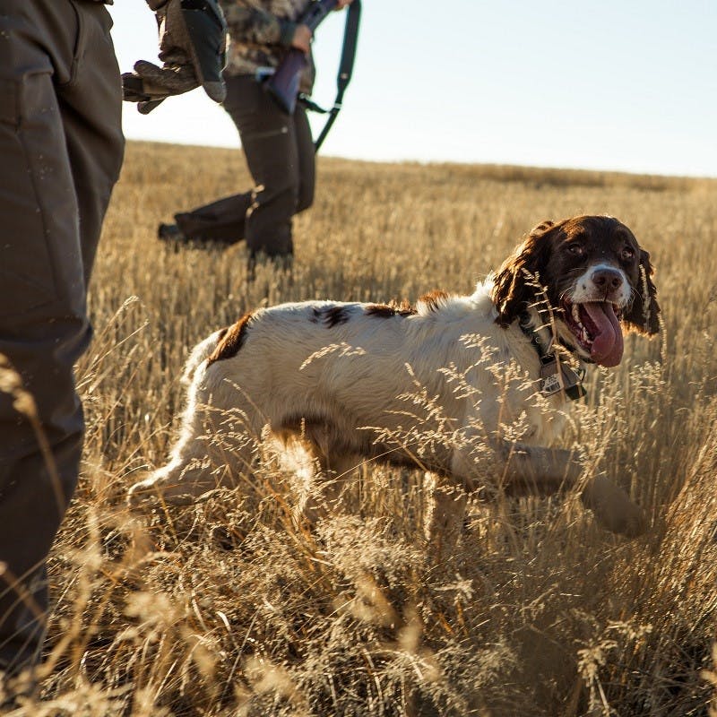 Two men and their dog out hunting. Lead poisoning from ammunition is a big problem in the Douro valley for the vultures.