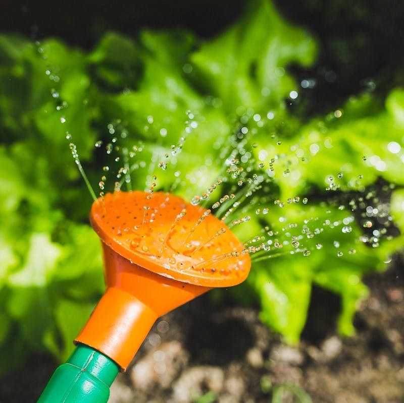 Watering lettuces with a watering can. Most lettuce varieties can grow in under 50 days. Planting lettuce is an excellent first step to growing your own vegetables.