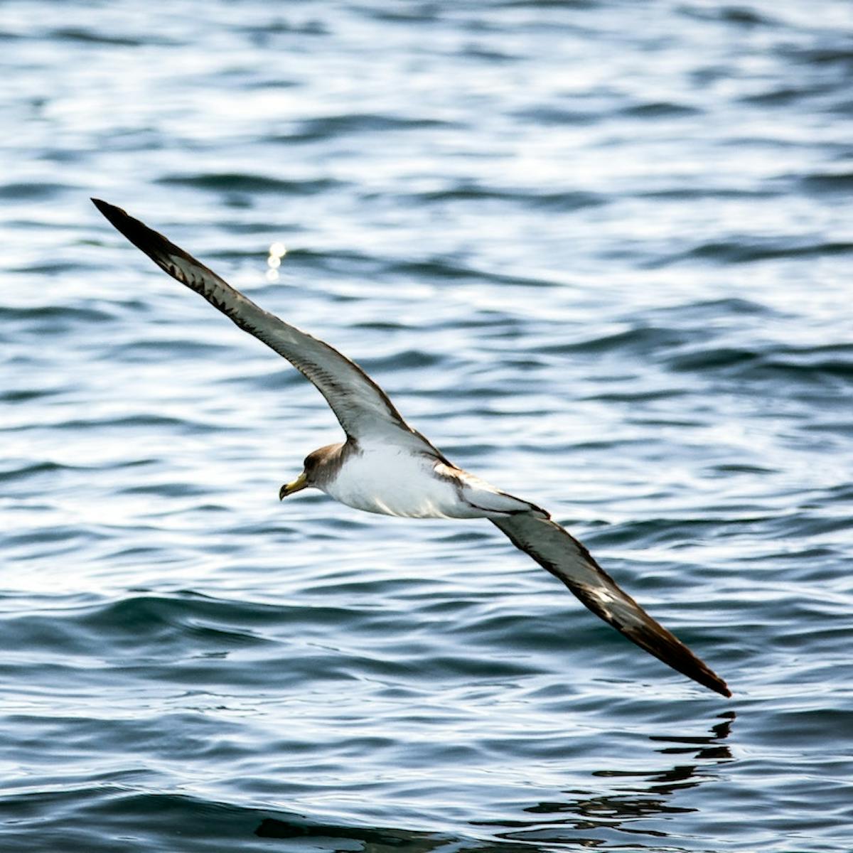 a Cory's Shearwater flying above the water surface
