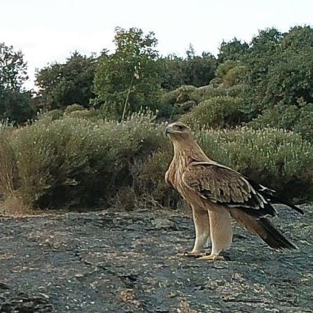 An Iberian-imperial eagle in northern Portugal
