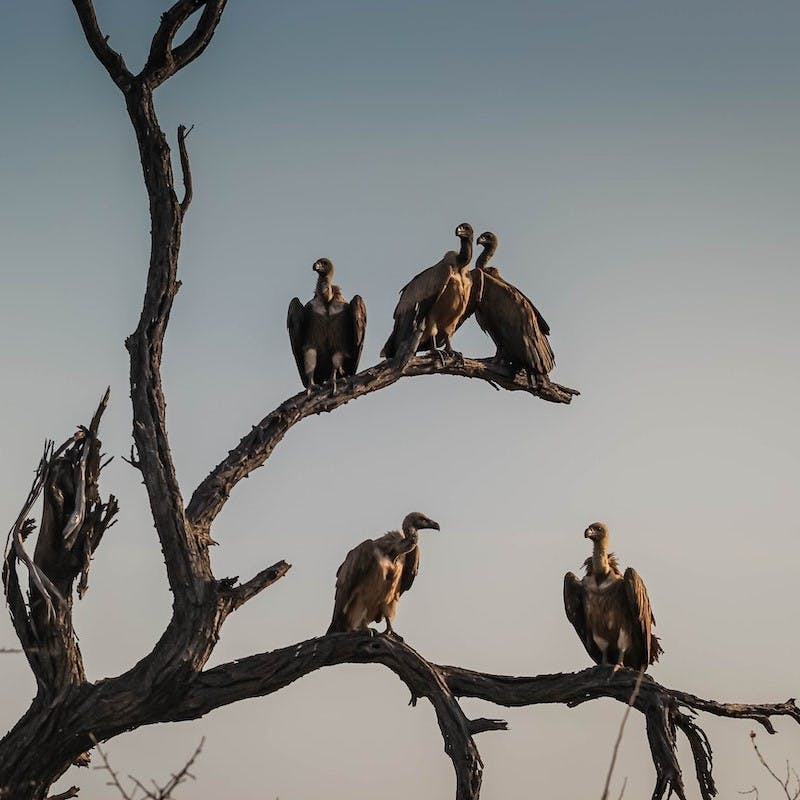 A group of vultures sitting on a dead tree