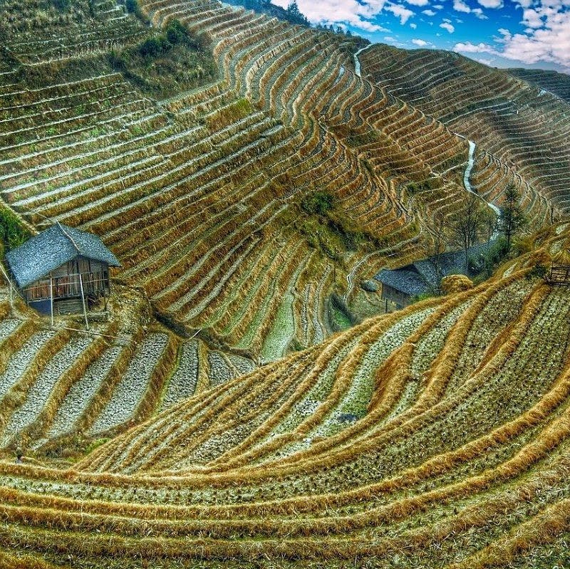 A lonely house perched on the hillside of a valley of rice plantations, one of the causes of habitat fragmentation in Southeast Asia.