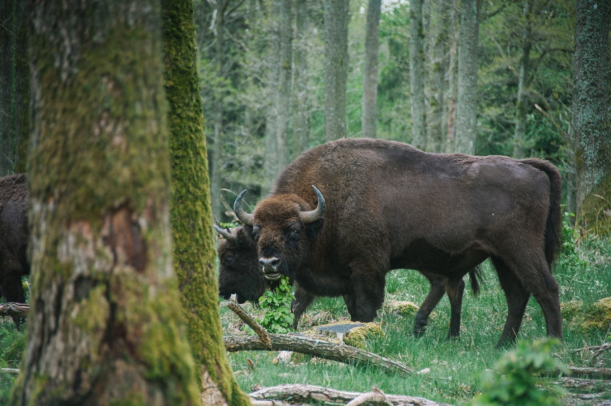 A herd of bison in the forest on the Danish island of Bornholm 