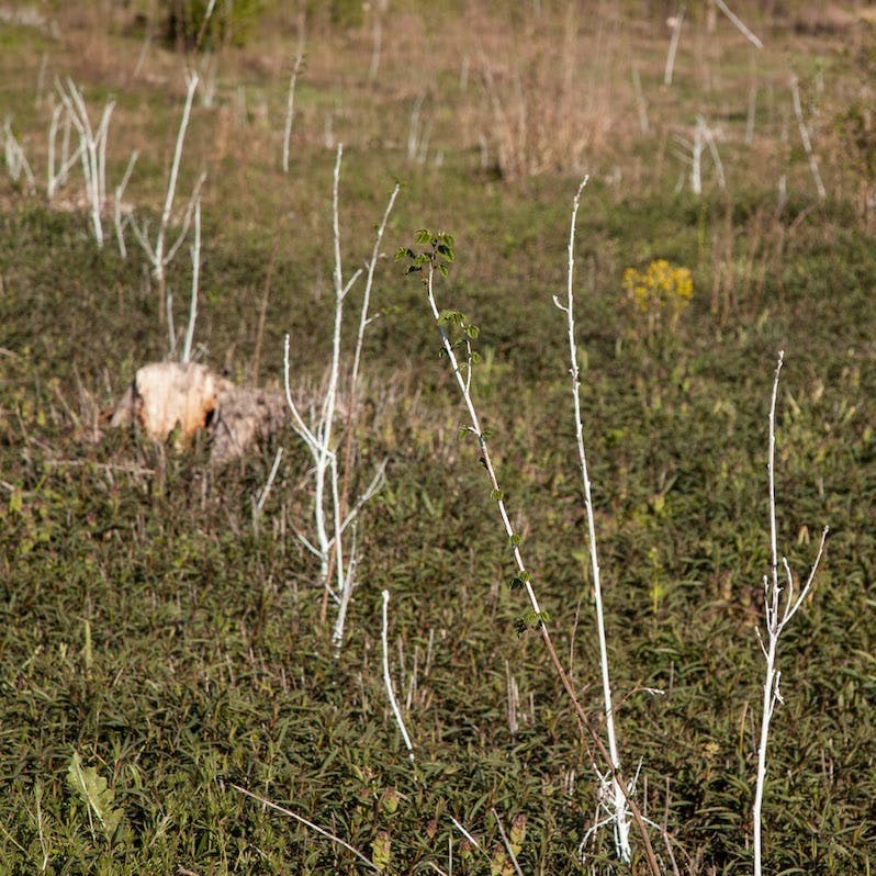 Tall saplings planted in an open field 