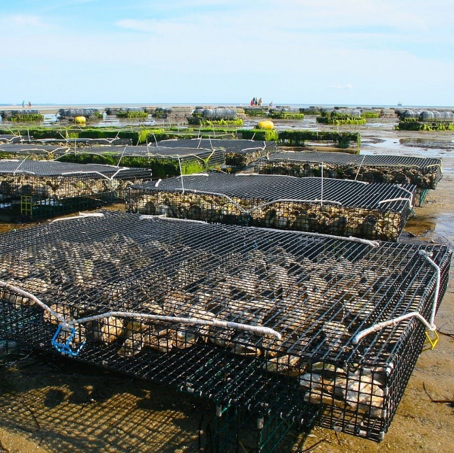 Offshore oyster beds at low tide. Oysters are often a faveourite of pescatarians