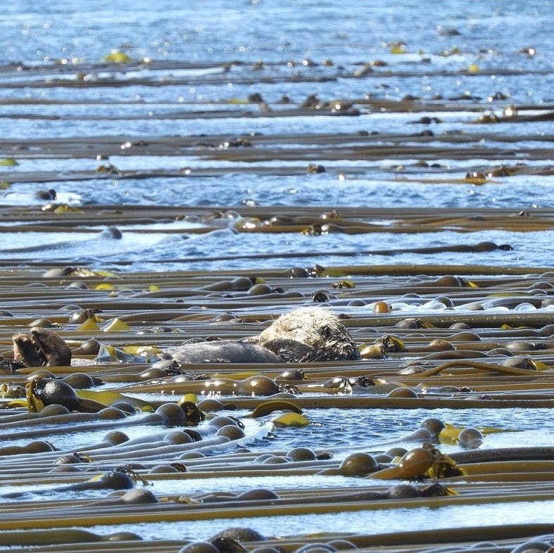 A sea otter resting in a kelp forest.